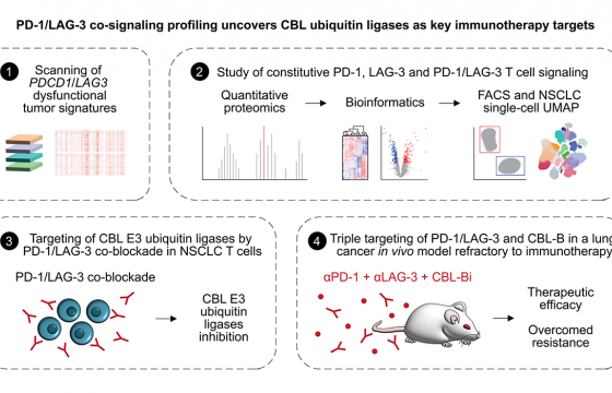 El estudio realizado en ratones combina tratamientos farmacológicos inhibidores de CBL-B con anticuerpos de inmunoterapia anti-PD-1/anti-LAG-3. 