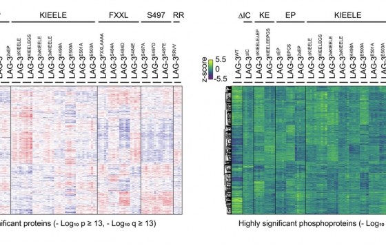 Figura 2. Análisis proteómico y fosfoproteómico de LAG-3 en linfocitos.